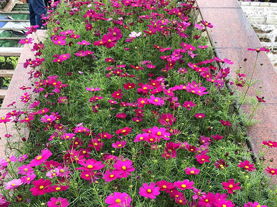 平阳提供鲜花绿植|移种树木